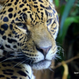 Jaguar at Chester Zoo
