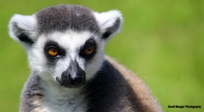 Ring-tailed Lemur at Blackpool Zoo